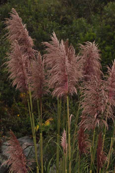 silver grass